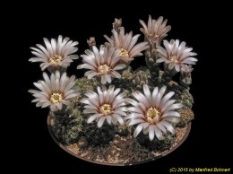 Gymnocalycium calochlorum B58 350